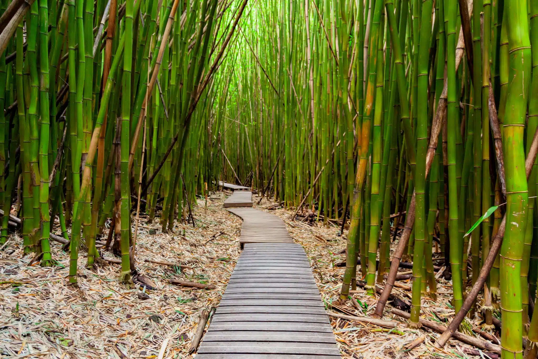 Bamboo Forest Hike is a Hiking Trail located in the city of Hana on Maui, Hawaii