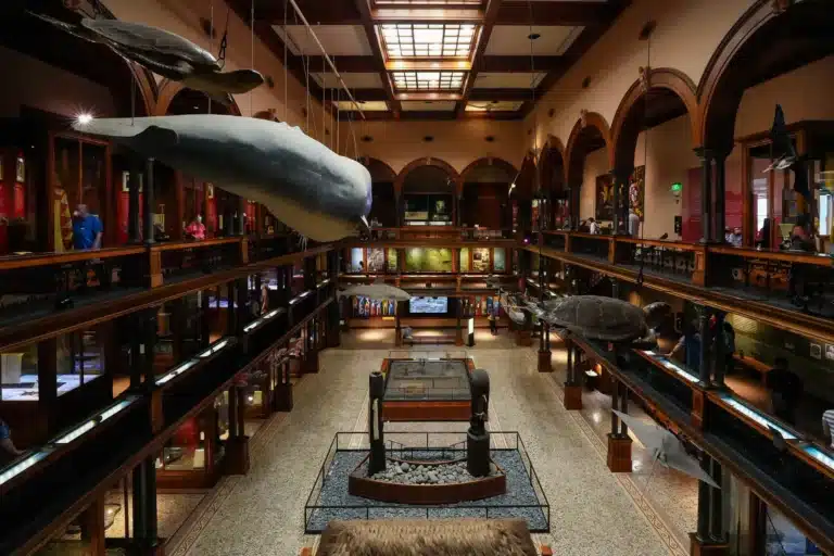 Bishop Museum is a Heritage Site located in the city of Honolulu on Oahu, Hawaii