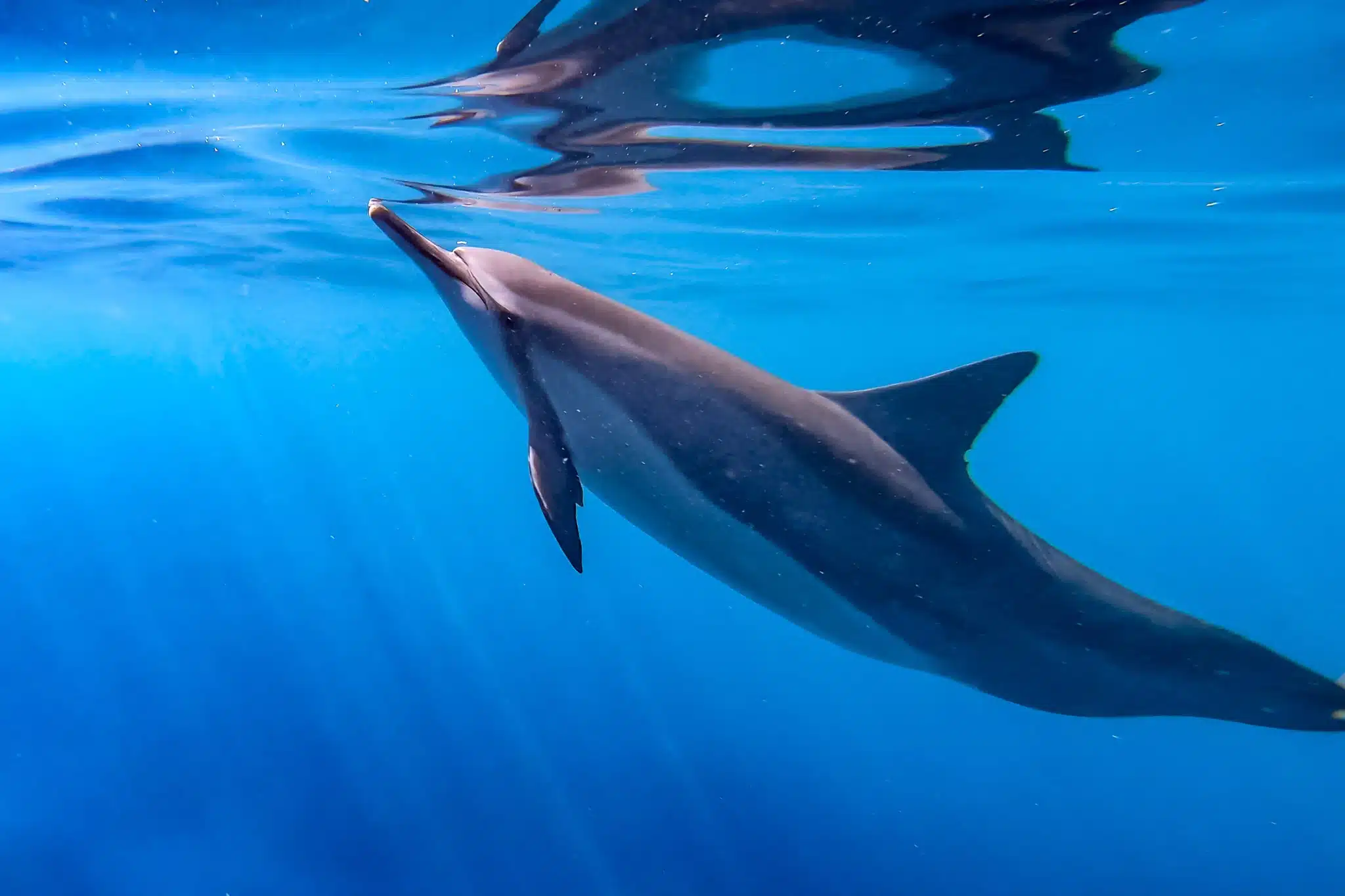 Dolphin Discovery Adventure is a Water Activity located in the city of Kailua-Kona on Big Island, Hawaii