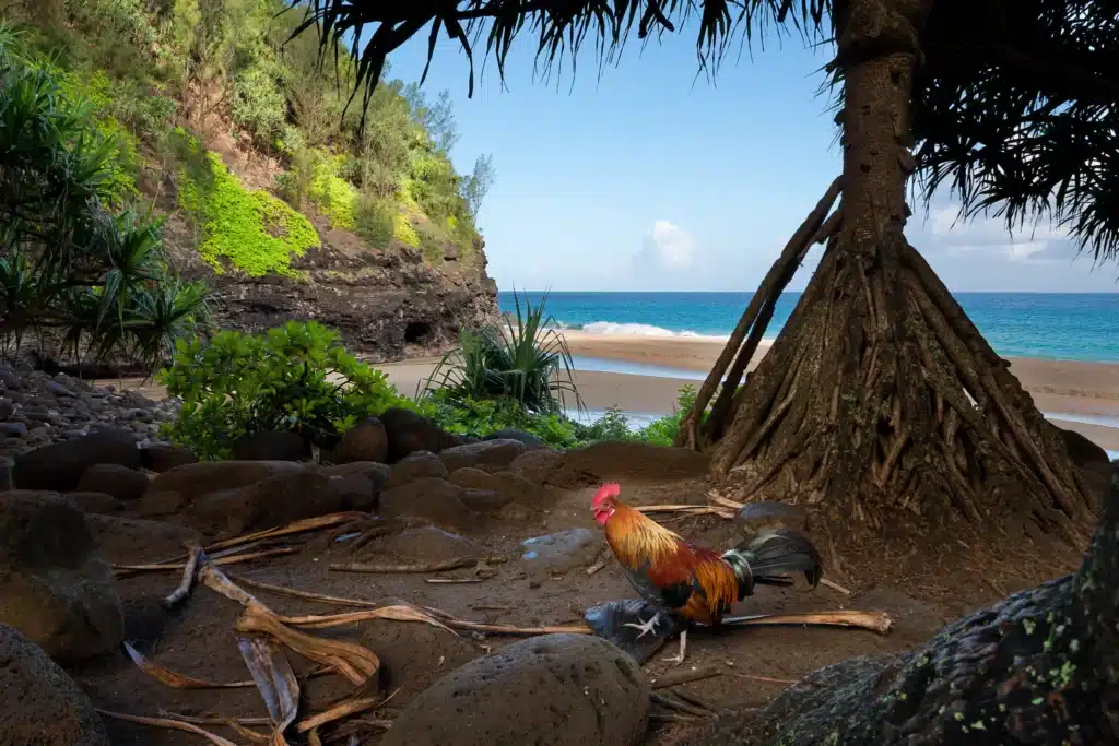 Chicken on Hanakapi'ai Beach Kauai
