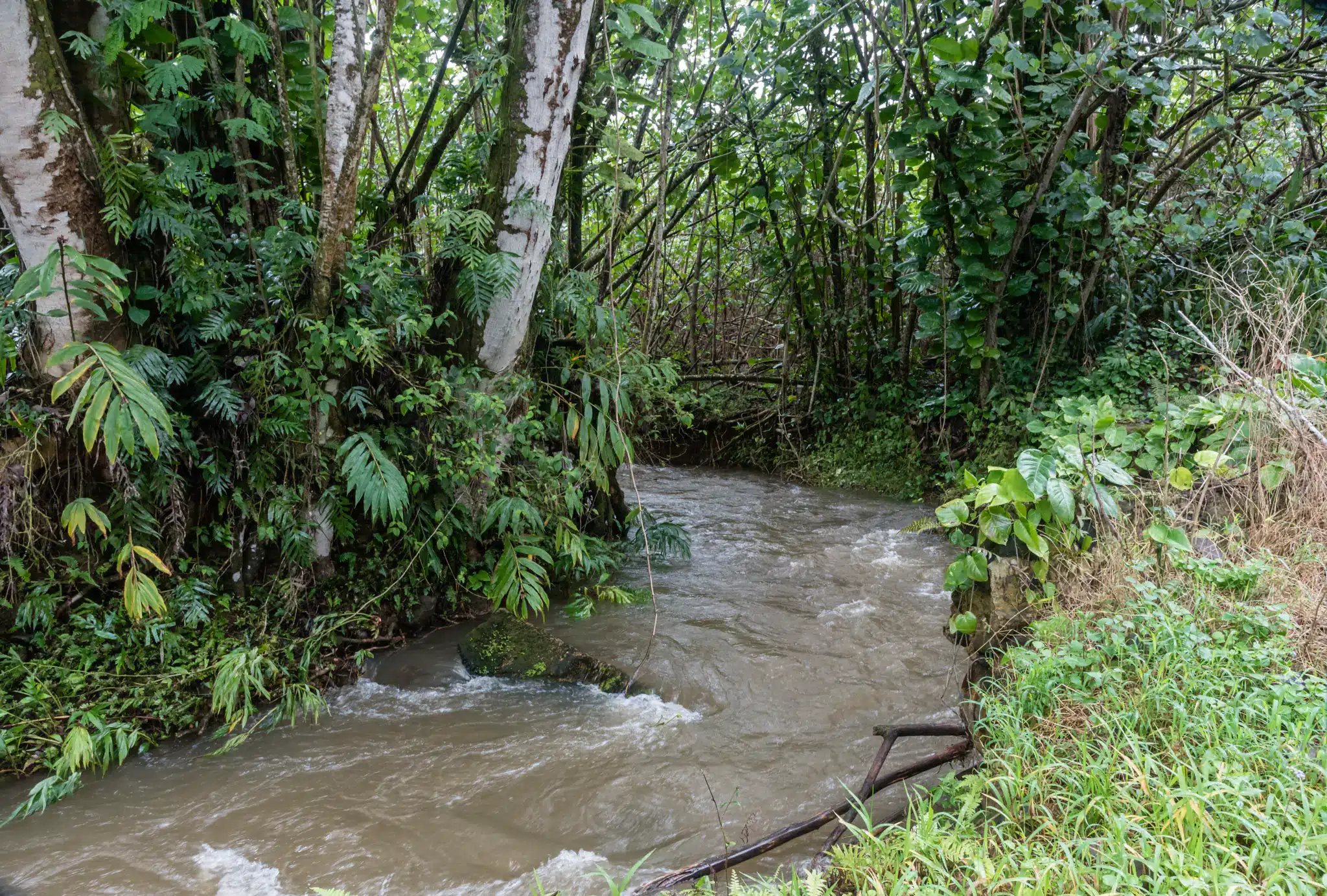 Kuilau Ridge Trail 