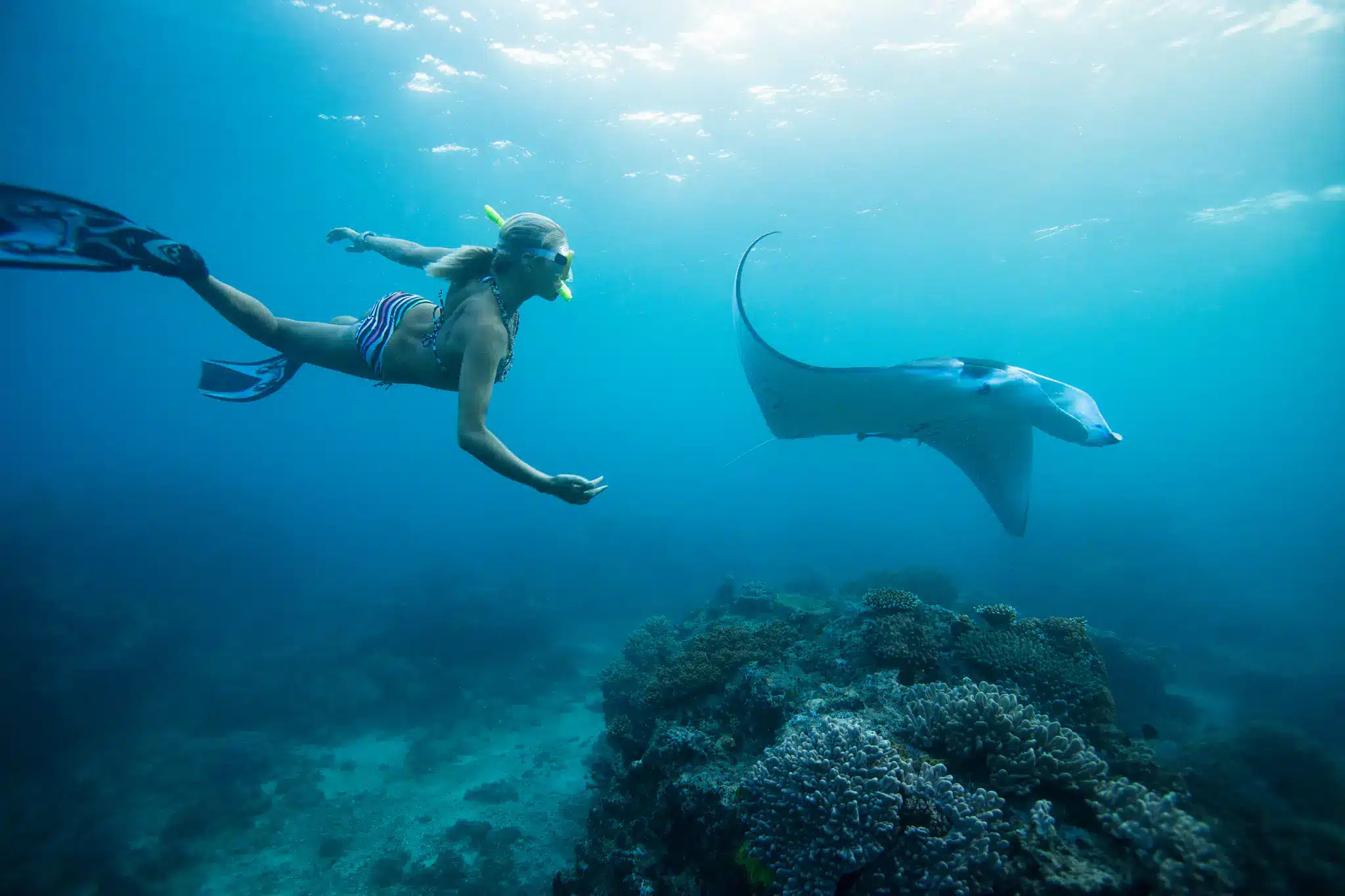 Manta Ray Night Snorkel Tour On The Big Island