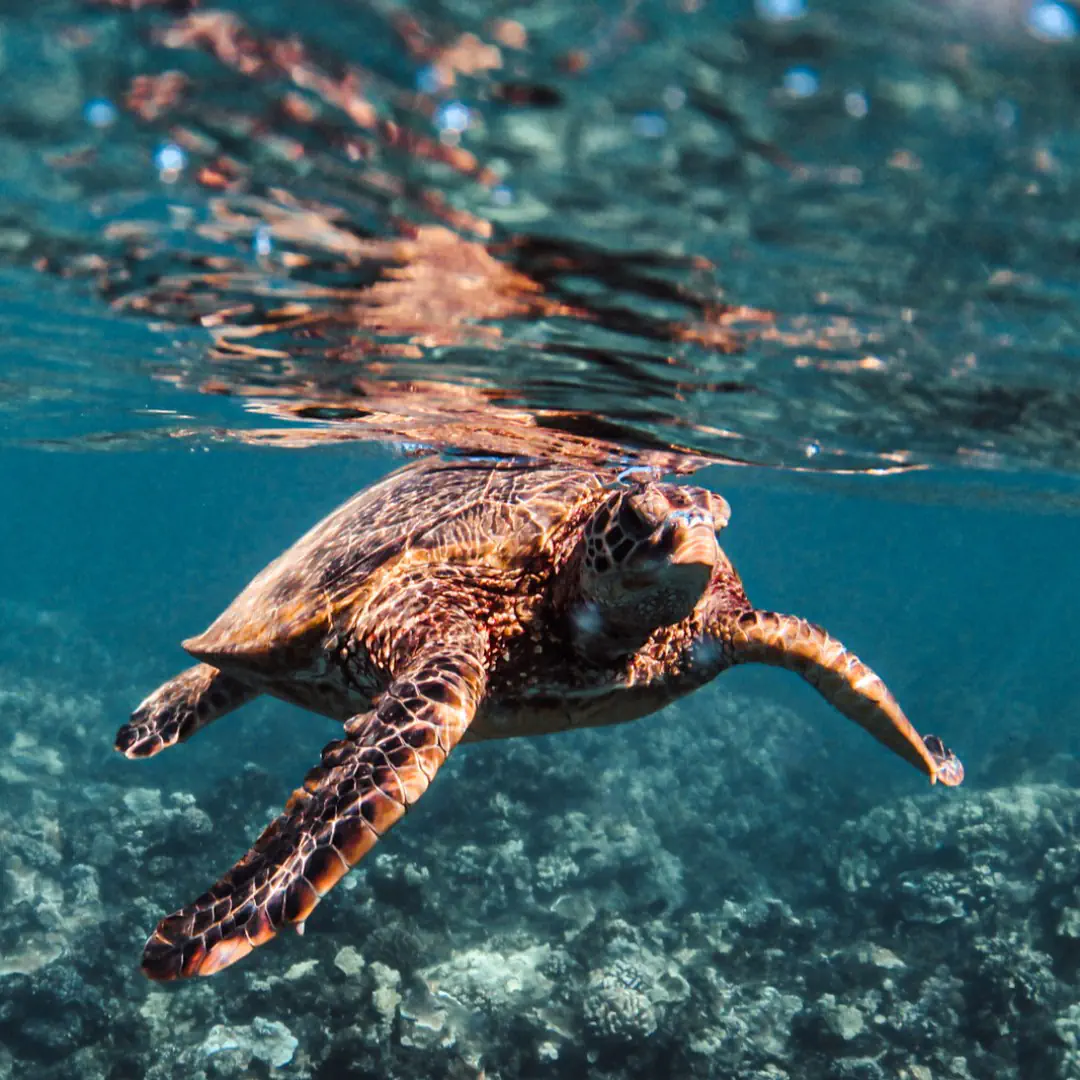 Xpress Snorkel Tour in Maui