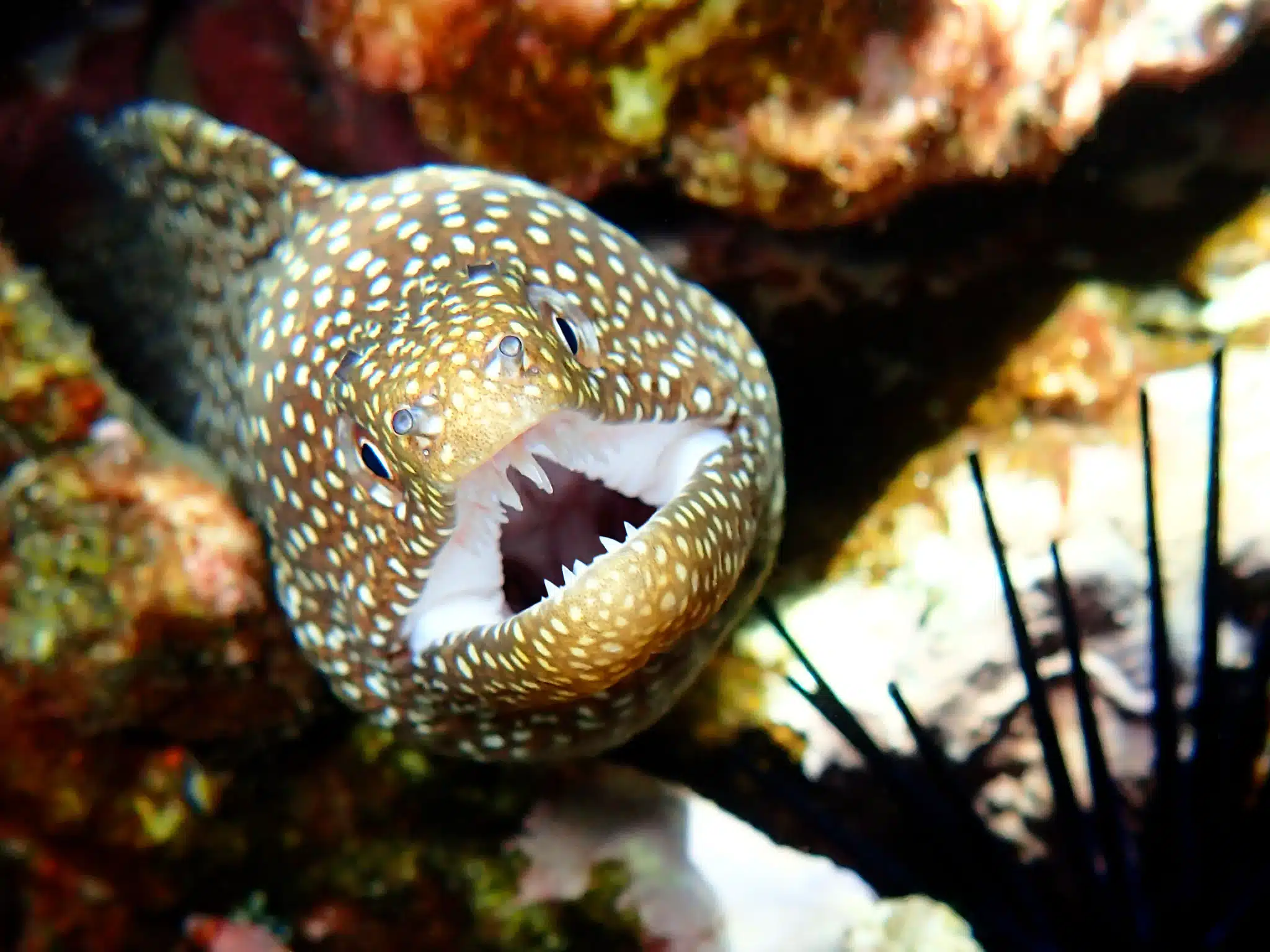 Hawaiian Biodiversity: A Microcosm of Evolution