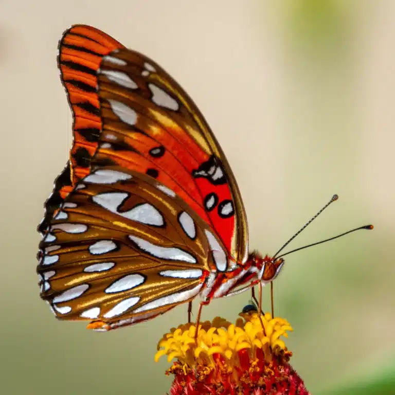 Hawaii’s Butterfly Species: Colorful Island Inhabitants